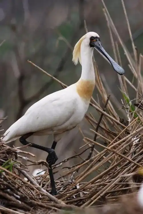 科普| 黑脸琵鹭:生境太"亲人"致濒危