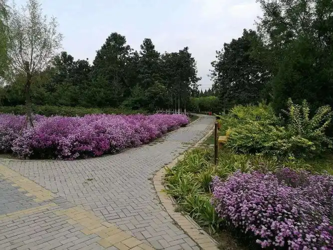 公交地铁怕传染,人员聚集场所不敢去,还是去附近的太平郊野公园散步吧