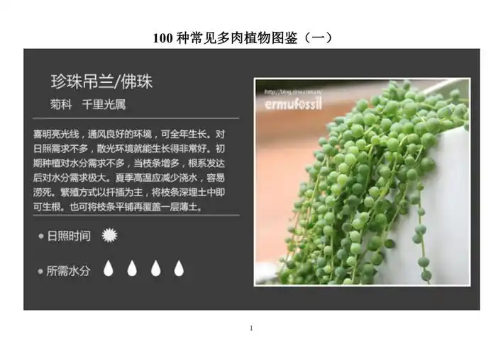 100种常见多肉植物图鉴一