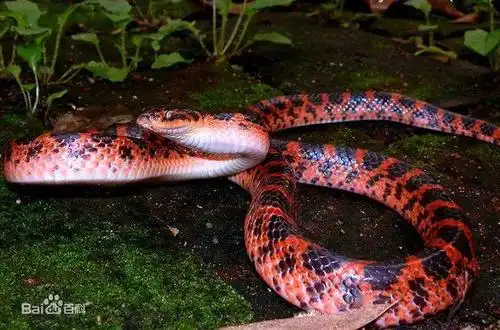 南阳女子家中突然出现红色长蛇 消防员赶到现场后"懵了"