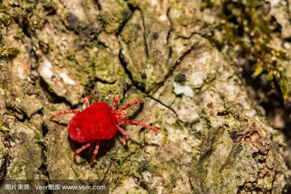 红色天鹅绒螨