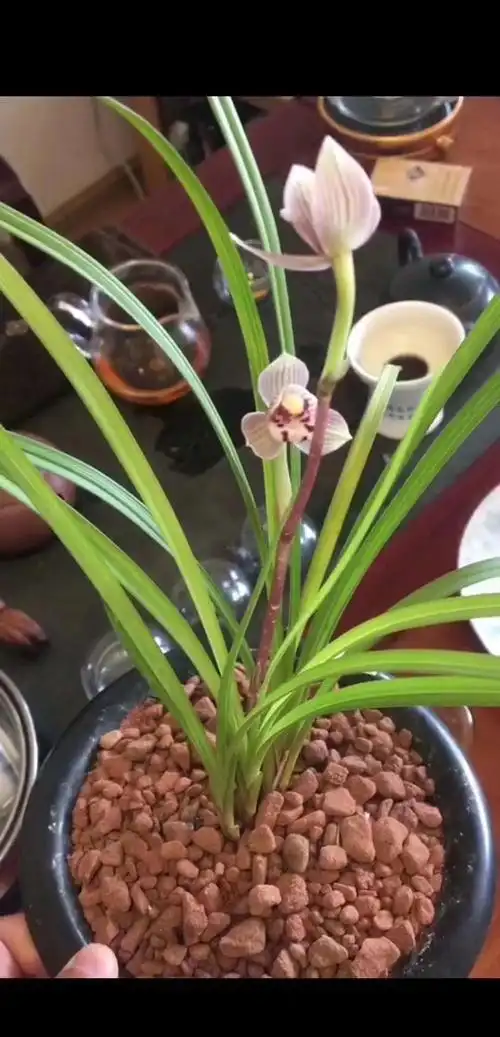 云南部分莲瓣兰花品篇