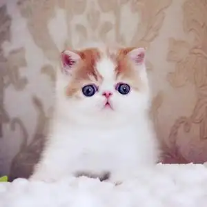 加菲猫宠物猫黄白