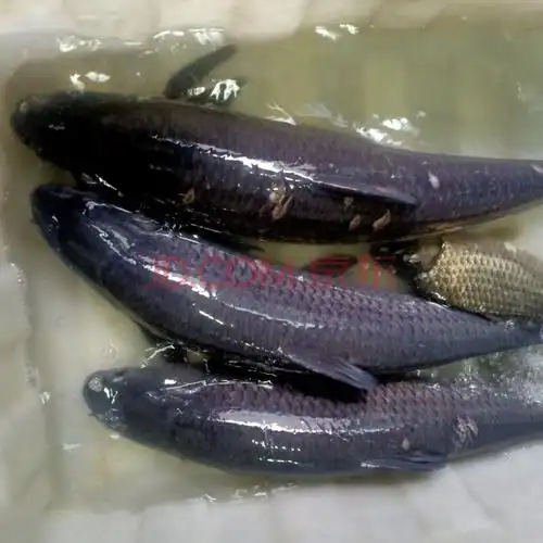 青鱼当天打捞生态螺丝混青混鱼子鲜味美活体现杀!