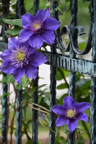 铁线莲花语高洁美丽的心