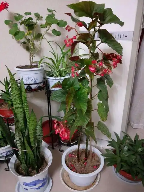 海棠花节节生长,这么特殊的竹节海棠你见过,其实很好养颜值超高