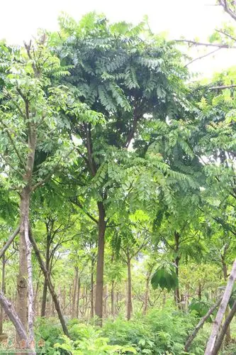 2017年广东广州麻楝最新苗木报价及苗木价格行情