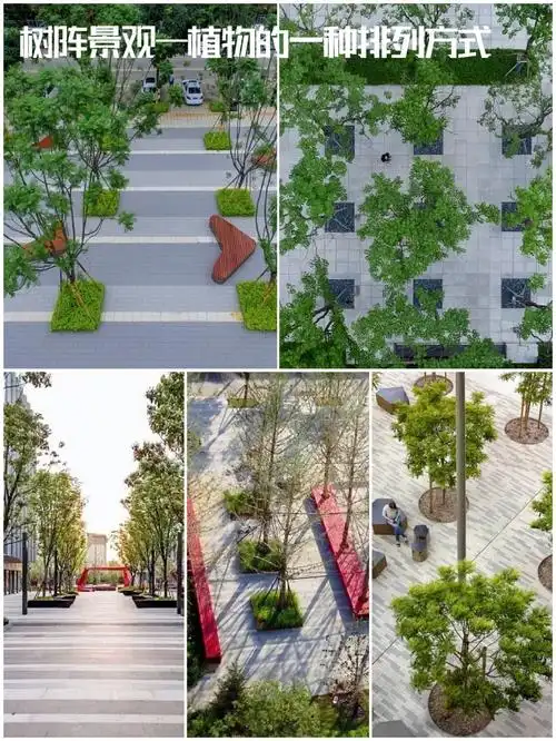 如今的树阵种植,有一些景观效果很好,有一些则效果很差