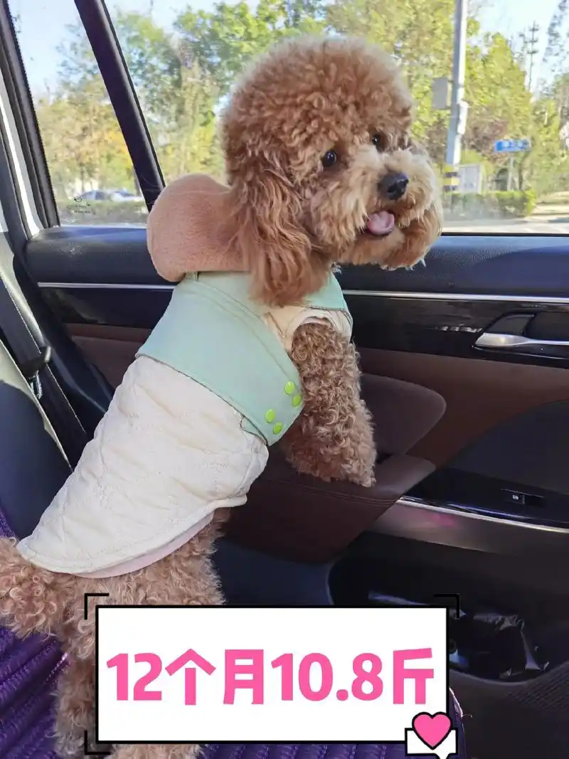 1岁以内标体泰迪体重变化