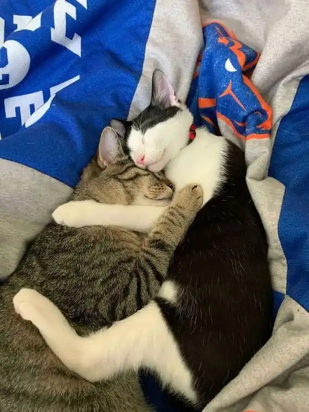 猫咪"发情"的那些事,养猫必知_法律网