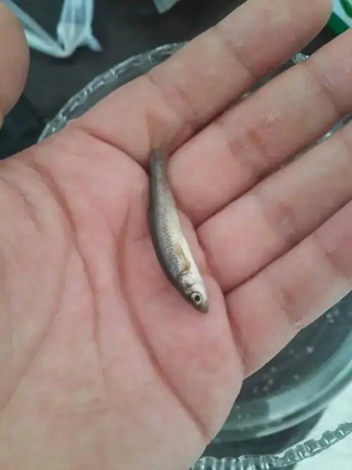 北方这种河里的小鱼叫什么名字?最好是学名.