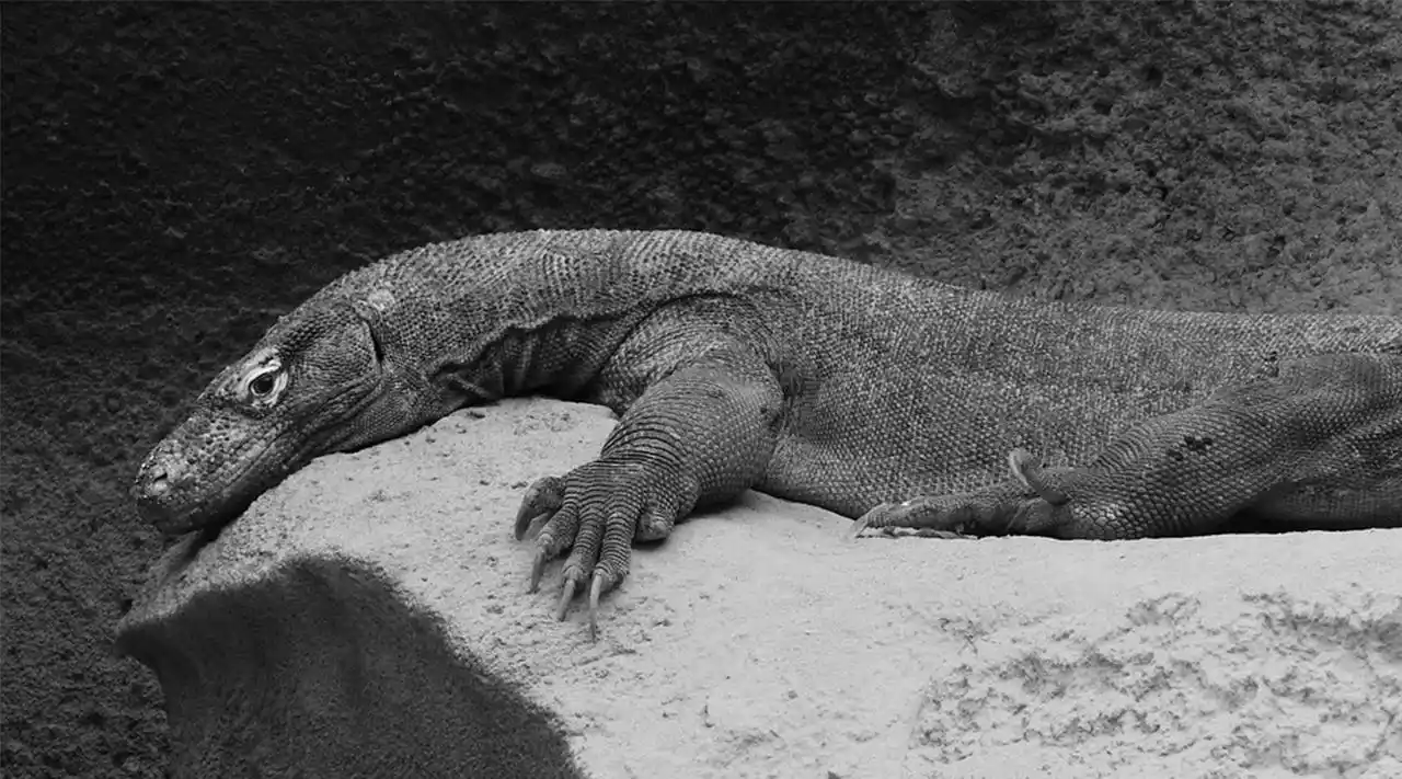澳洲魔龙?澳洲大陆上失落的远古巨蜥