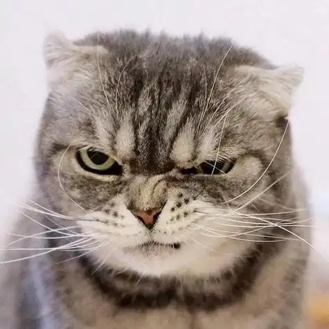 头像猫霸气的 霸气头像图片大全 -【爱个性】