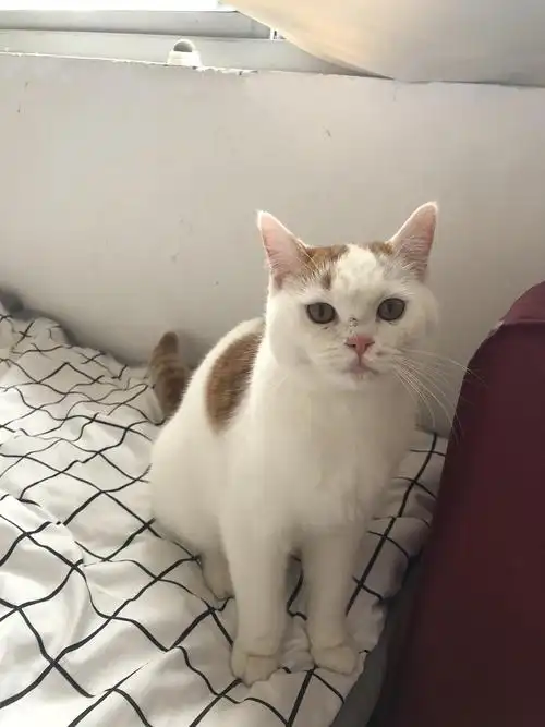 讨论捡了个英短和橘猫的串串