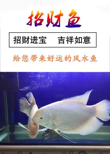 红眼招财鱼战船鱼活鱼古代发财鱼中大型热带淡水观赏鱼风水鱼梅花