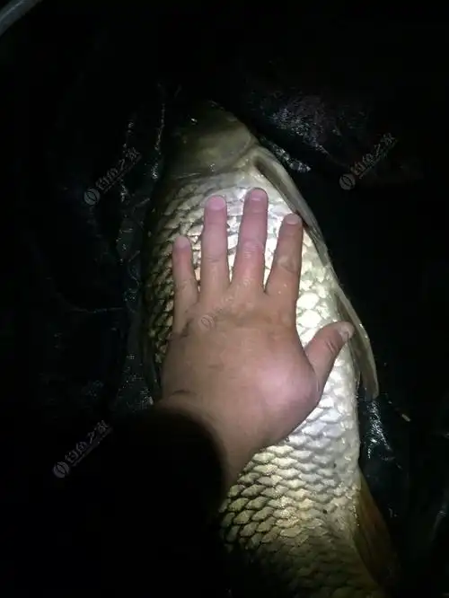 昨晚夜钓归来,看鱼获,求大神告知是否原库鱼