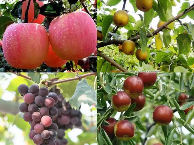 到了秋天,它会让农民伯伯非常的开心,因为他们辛辛苦苦种的蔬菜果子