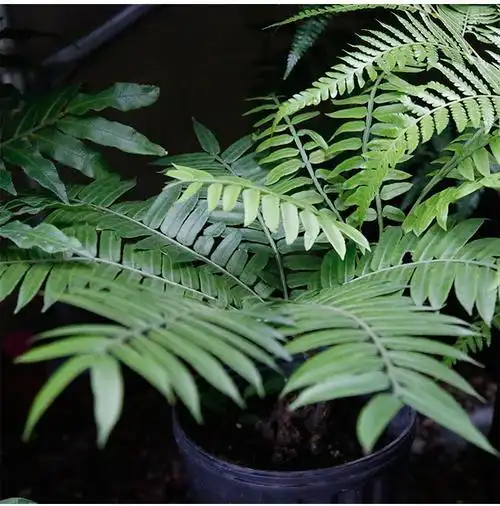 观音莲座蕨功效观音莲座蕨的功效