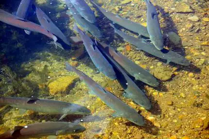 野生冷水鱼养殖繁育产业
