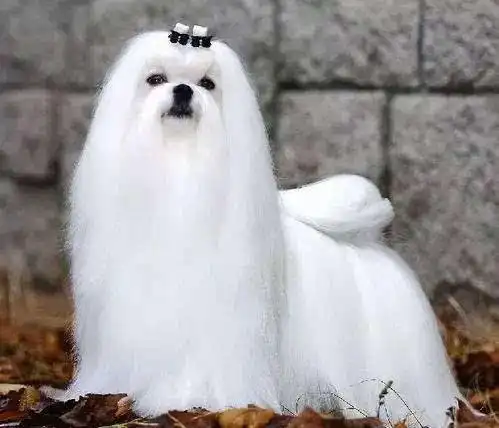 细数世界上最贵的十种狗 你家的狗是否榜上有名