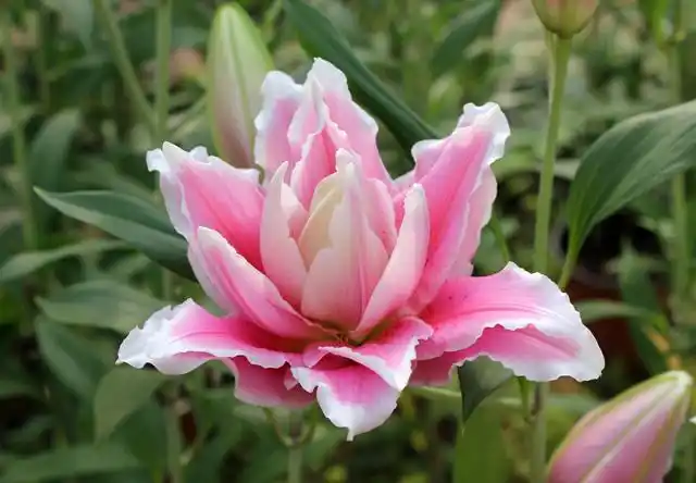 重瓣百合花语是什么百年好合庄严清纯友情等