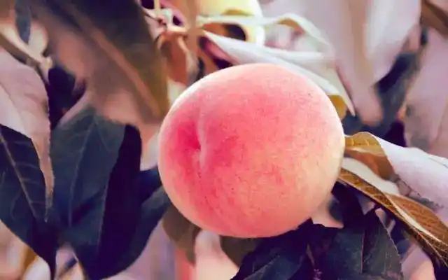 坠入凡间的王母娘娘蟠桃找到了它还是国礼专用现代贡品