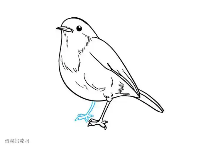 如何画知更鸟