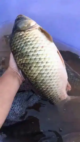 你见过的最大的鲫鱼是多少斤?