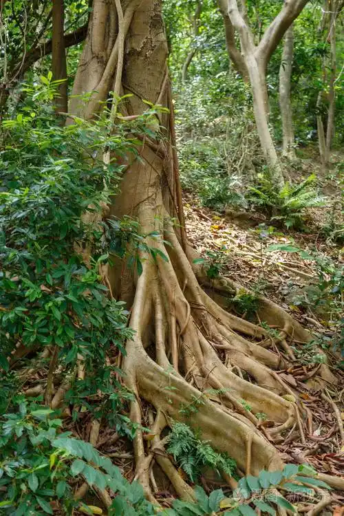 一种奇特的热带树的垂根
