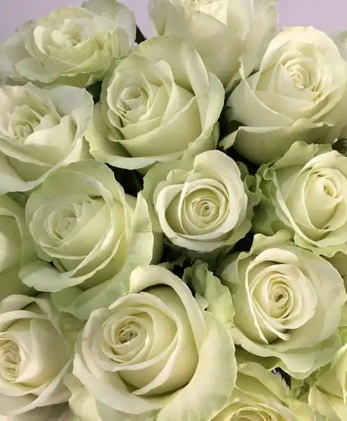 优质新鲜玫瑰花单头玫瑰雪山优质玫瑰18支家用插花玫瑰花鲜花