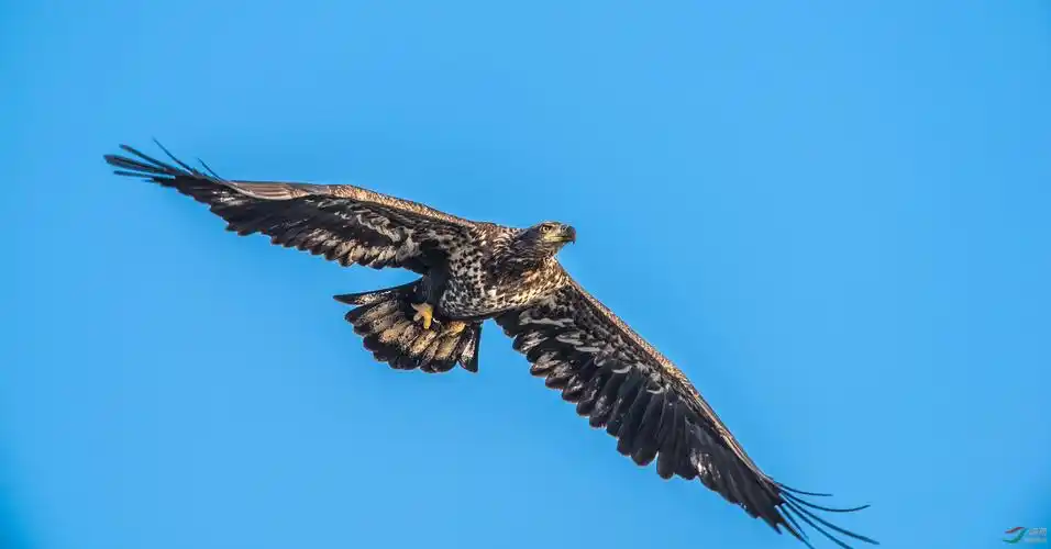 白头海雕美国著名白头海雕拍摄点掠影5雏凤清于老凤声