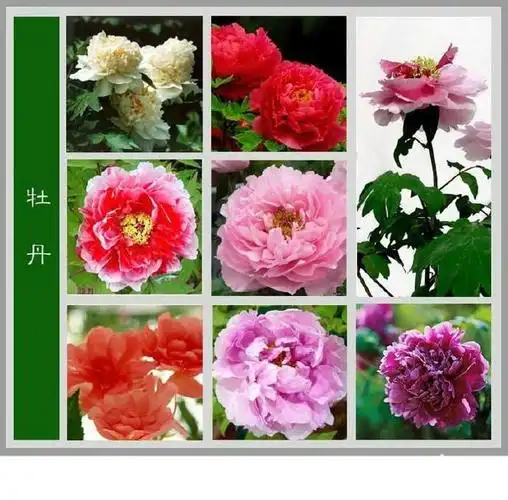 花的资料(各种花的介绍资料)