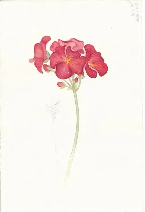 匈牙利的天竺葵的简笔画 简笔画图片大全-蒲城教育文学网