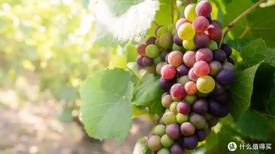 澳洲最大有机酒庄salena破产澳洲官员葡萄酒关税争端可能在几周内解决