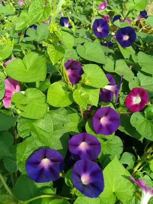 牵牛花长在田埂,路旁,花园间,一株花,一支藤蔓,一朵娇艳的小喇叭花开