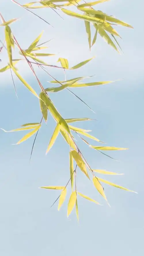 小清新花卉植物唯美高清手机壁纸图片