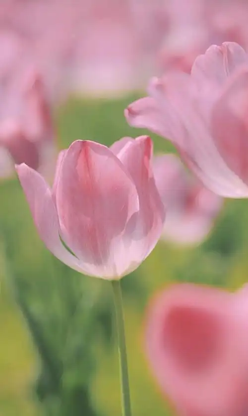 唯美清新的郁金香1280x960分辨率查看