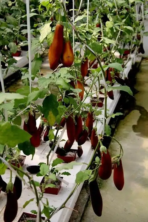 无土栽培紫茄子