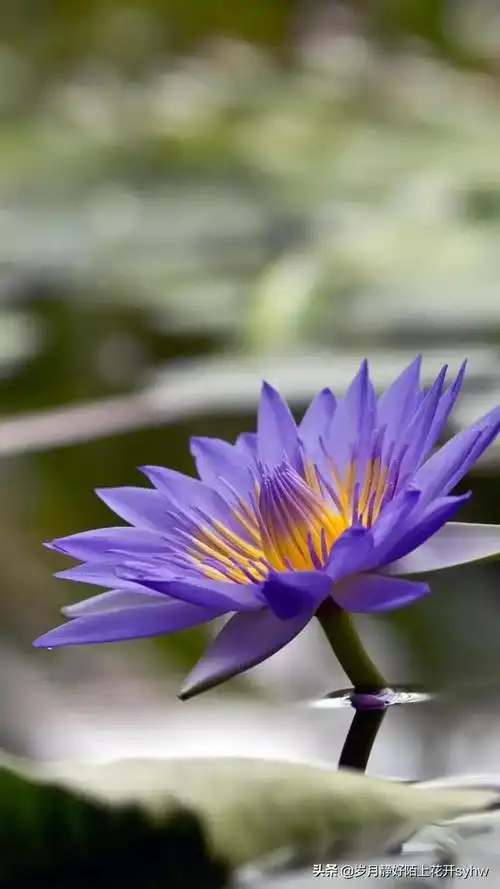 养眼的鲜花壁纸_网易订阅