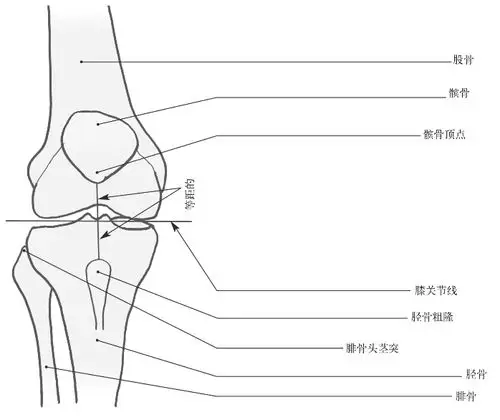 膝关节图