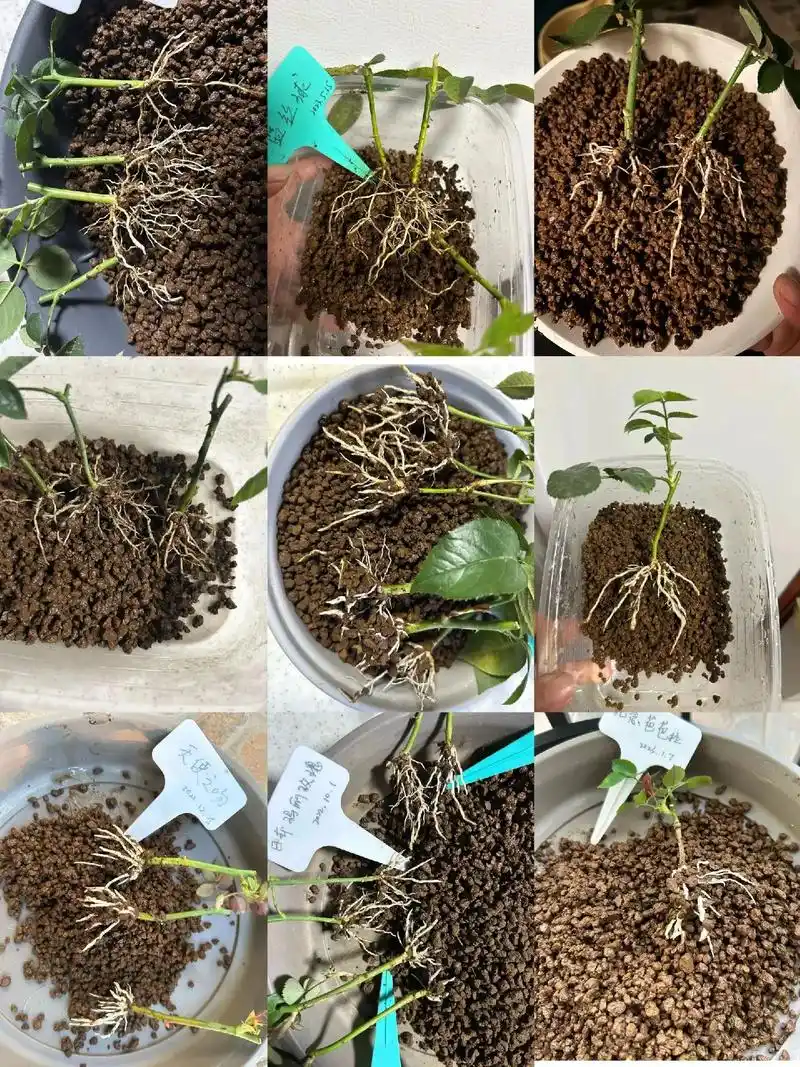 月季扦插||一直以来扦插的成活率都挺高的,这里总结一些个人的 - 抖音