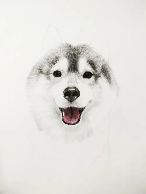 手绘狗狗 哈士奇