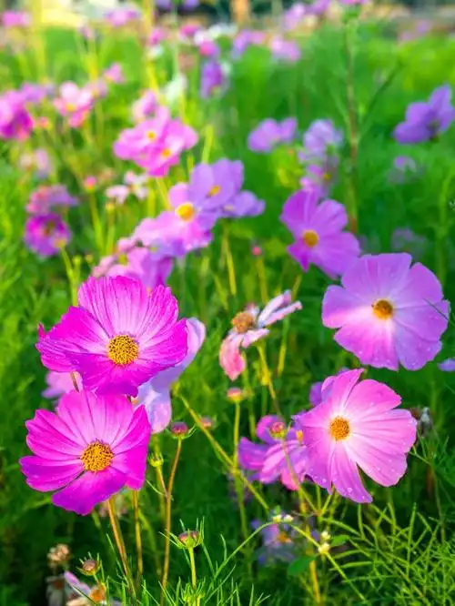 如何根据格桑花的生态习性选择合适的生长环境