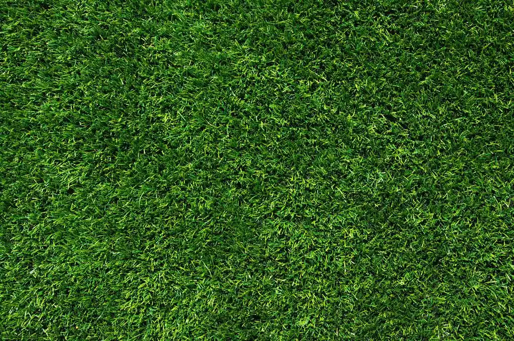 纹理绿色草坪,绿草的背景.纹理绿色草坪