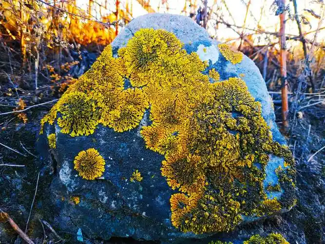 乡野奇趣石头花