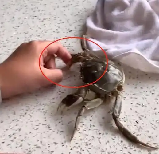 生活小技巧:螃蟹夹伤怎么处理?