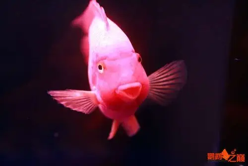 鹦鹉鱼怎么分公母