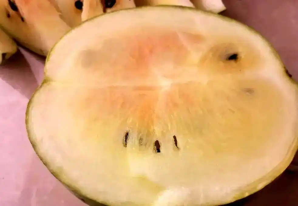 中铺镇红柳村的砂地籽瓜熟了