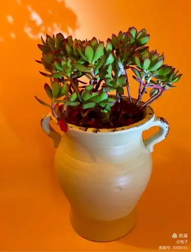 多肉新手的情怀