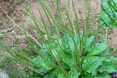 车前草有各种功效,但在使用时,还是要注意这几种禁忌